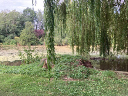 Picture of Clytha Park Garden 