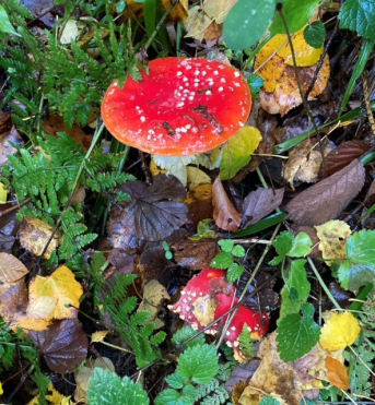 Photo of a red mushroom