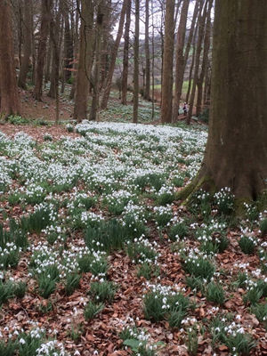 Picture of snowdrops in the woods